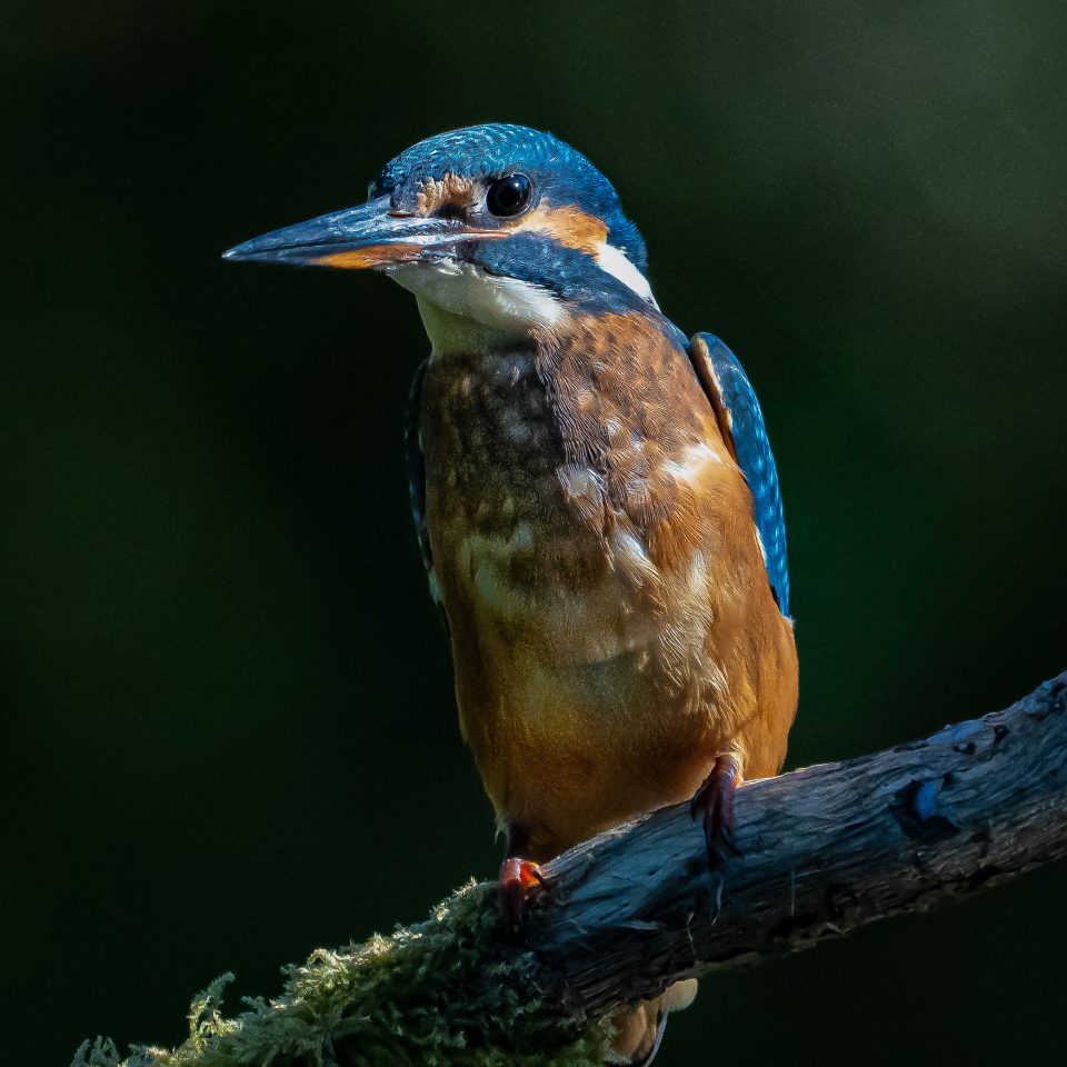 kingfisher photo