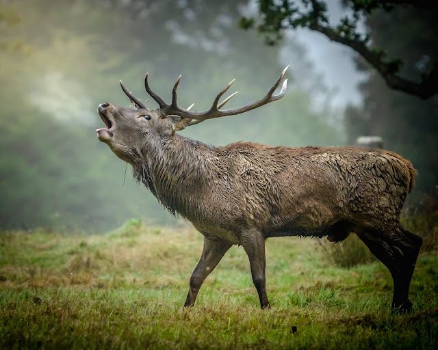 Photographing Red Deer In Great Britain