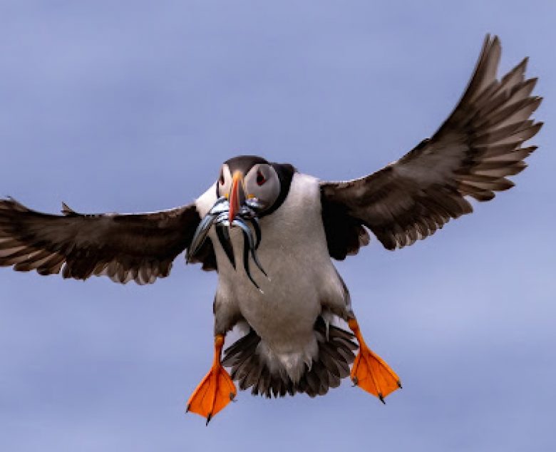 Where to photograph Atlantic Puffins in the UK