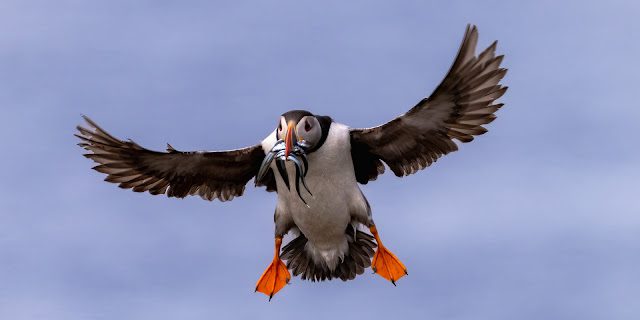 Where to photograph Atlantic Puffins in the UK