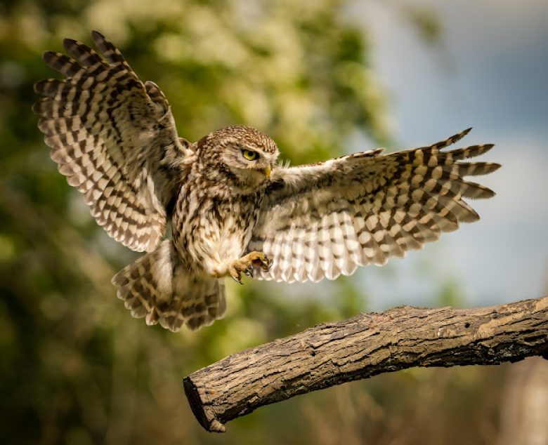 The story of the little owl and how it arrived in England