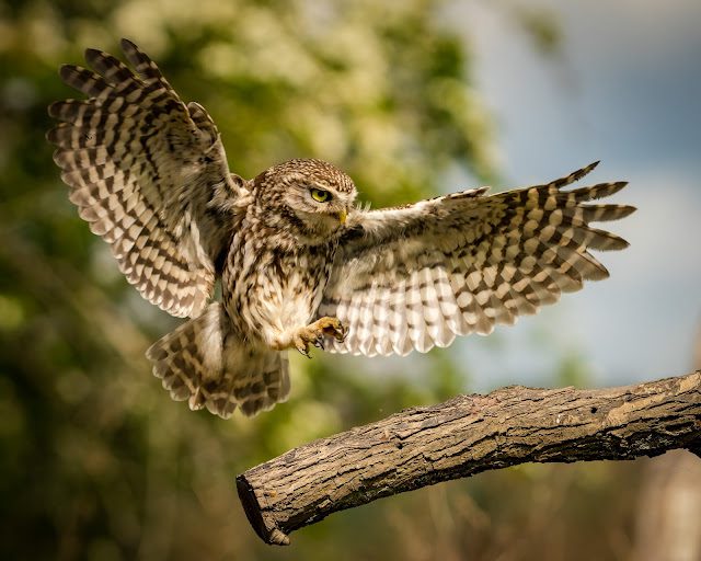The story of the little owl and how it arrived in England
