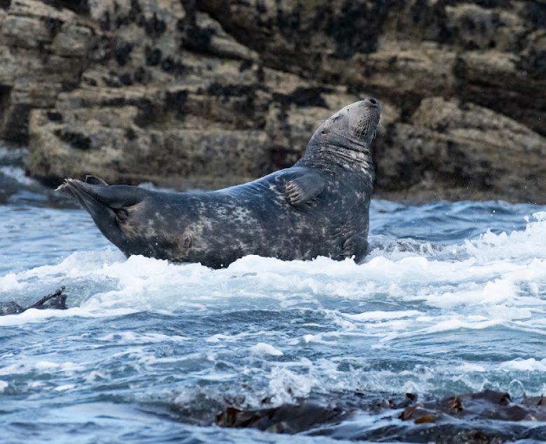 The Grey Seals of St.Ives, Cornwall
