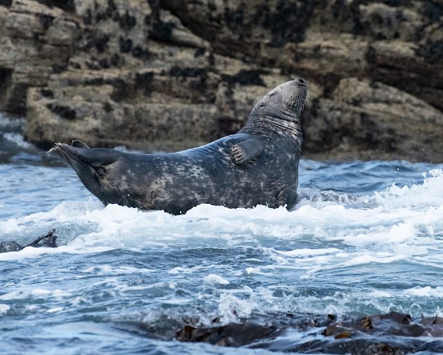 The Grey Seals of St.Ives, Cornwall