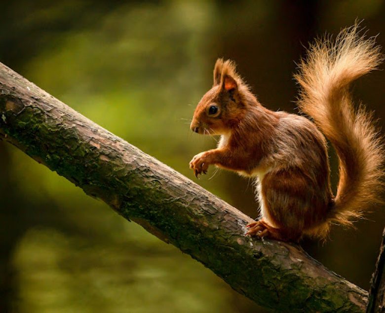 Red Squirrels – where have they all gone?