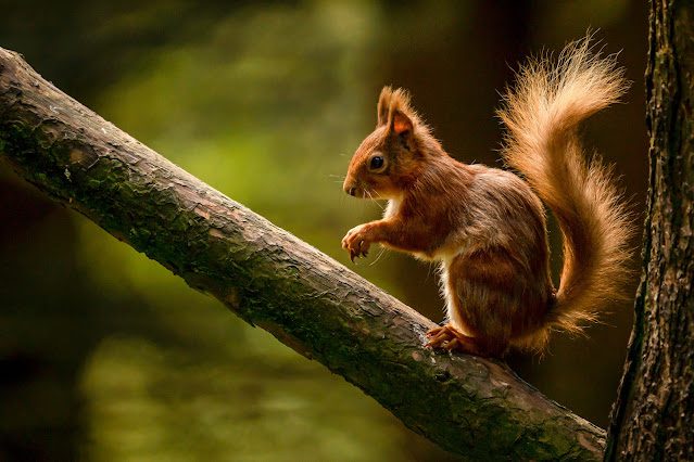 Red Squirrels – where have they all gone?