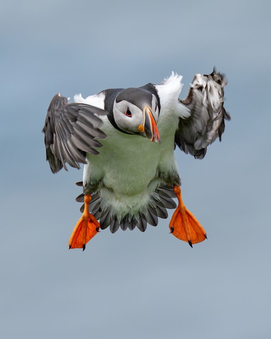 Puffins of the Isle of Lunga: The Charismatic ‘Sea Parrots’