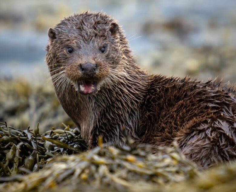 Eurasian Otters on the Isle of Mull: A Bucket List Encounter