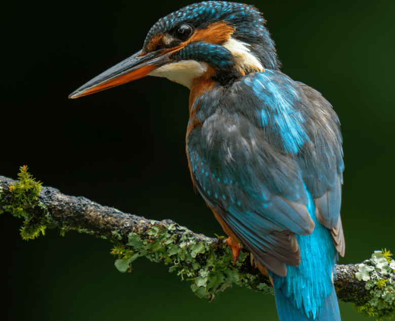 Capturing the Magic of Kingfishers: A Photographer’s Passion by a River in Hampshire