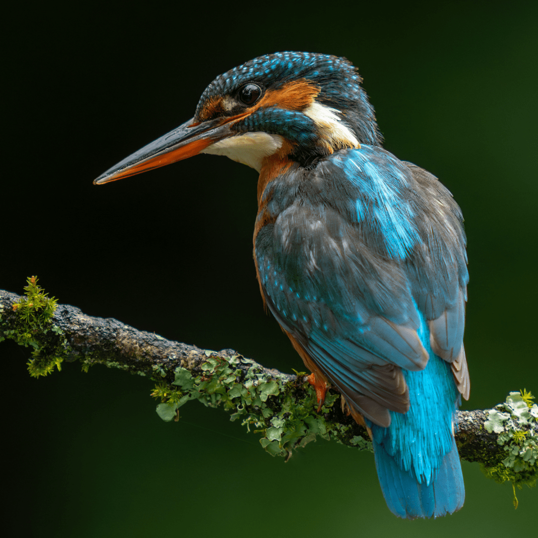 Capturing the Magic of Kingfishers: A Photographer’s Passion by a River in Hampshire