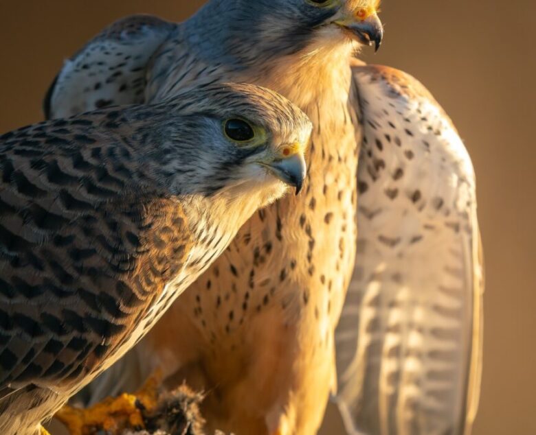 A Winter Morning with the Kestrels in Somerset