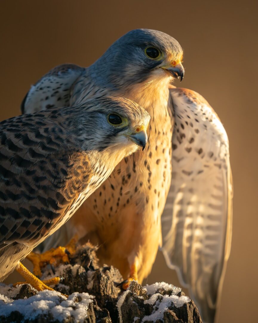 A Winter Morning with the Kestrels in Somerset