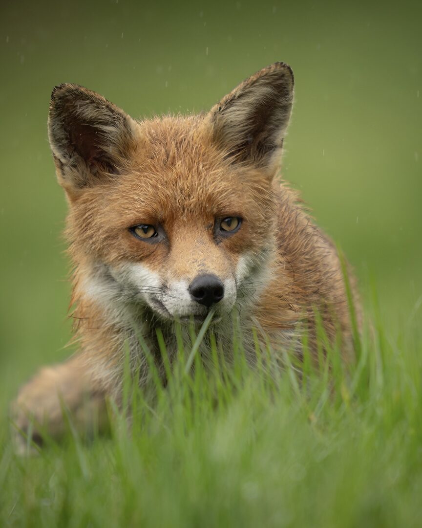 How to Help Foxes This Spring: Support Your Local Wildlife Rescue Centre