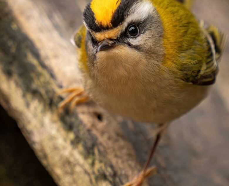 Chasing Fire and Feathers – Photographing the Firecrest in Surrey