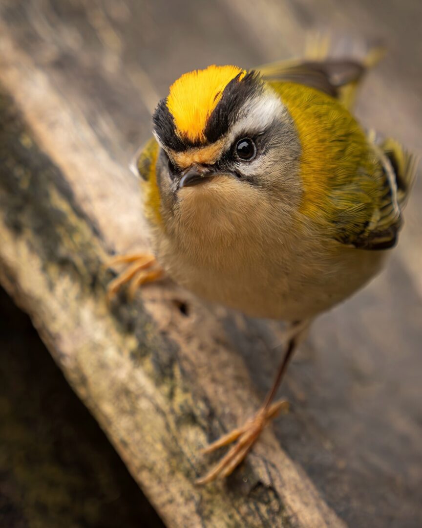 Chasing Fire and Feathers – Photographing the Firecrest in Surrey