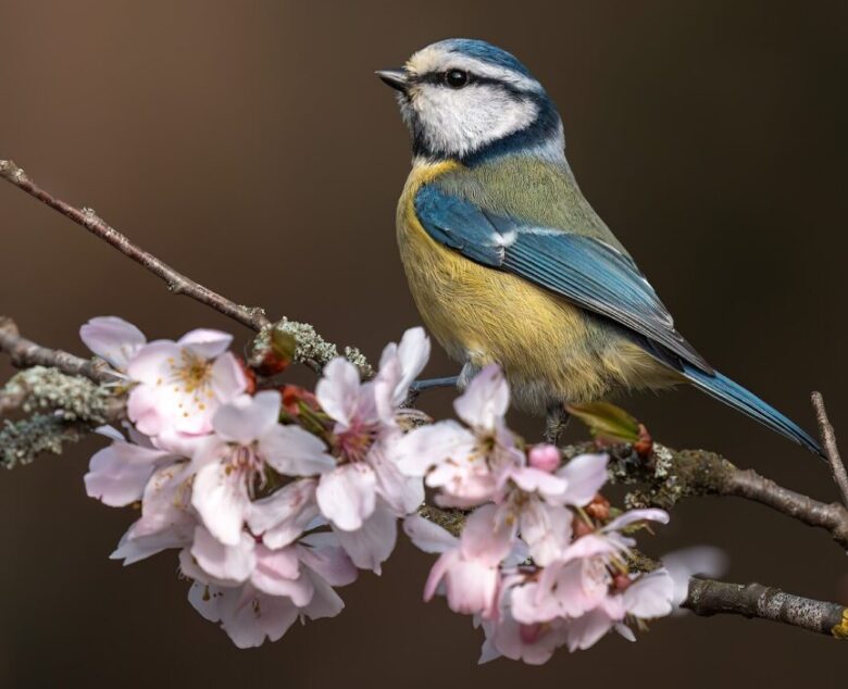 Chasing Blue Tits in the Blossoms: A Springtime Obsession