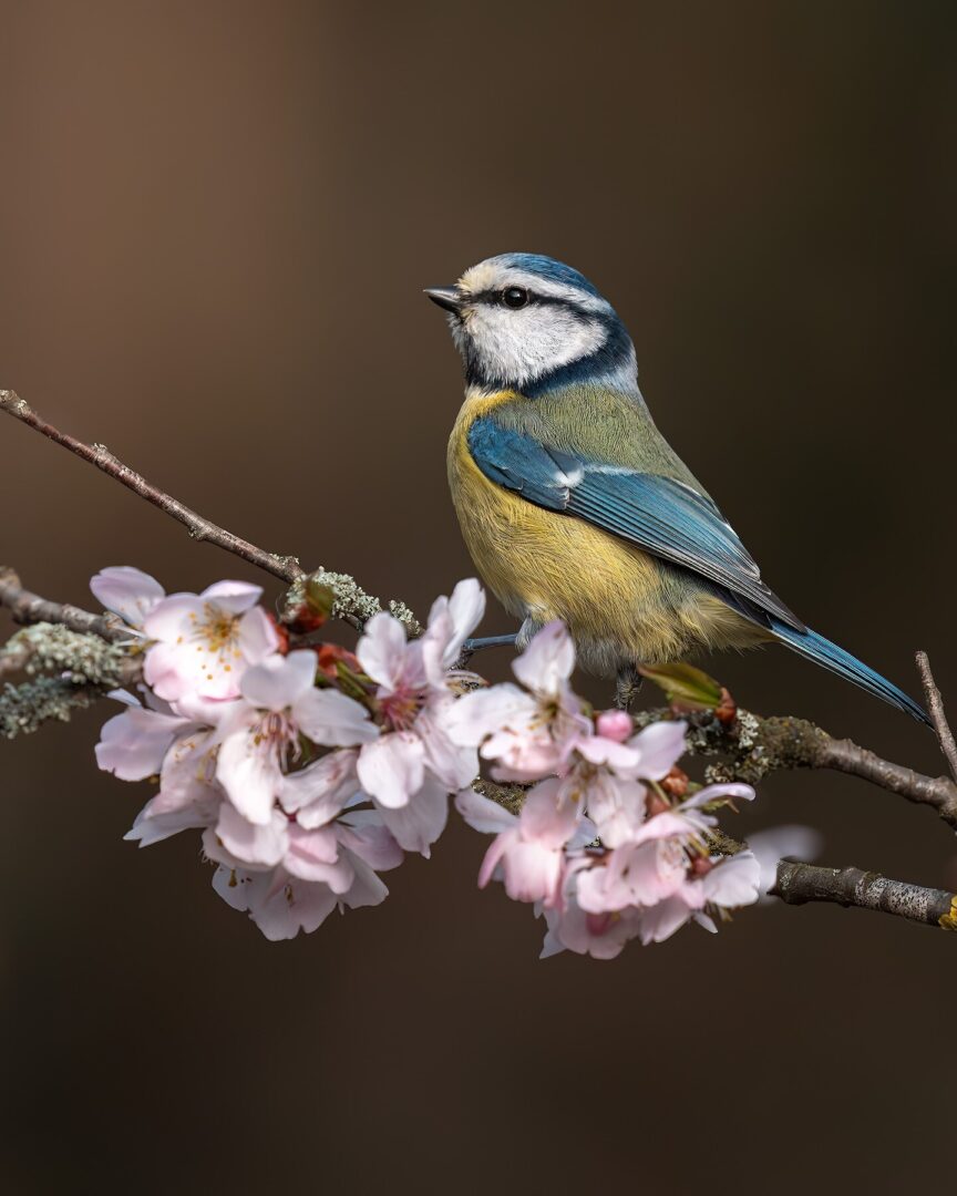 Chasing Blue Tits in the Blossoms: A Springtime Obsession