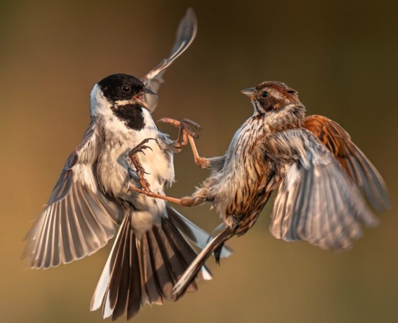 Reed Buntings in the Fields of Yorkshire