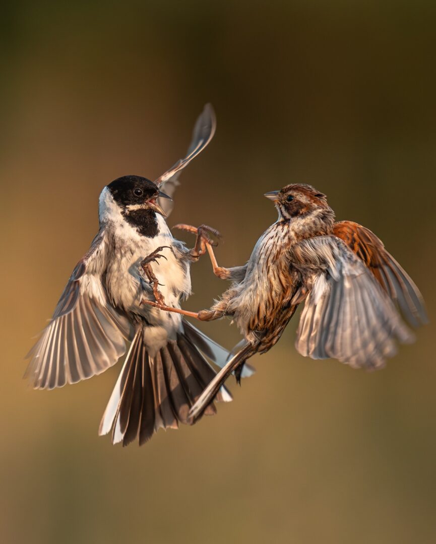 Reed Buntings in the Fields of Yorkshire