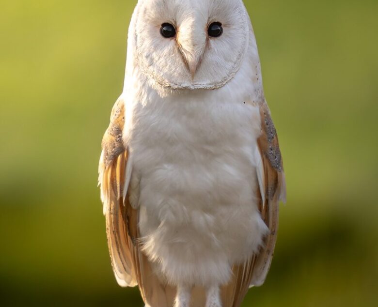 Silent Hunter – Photographing the Barn Owl