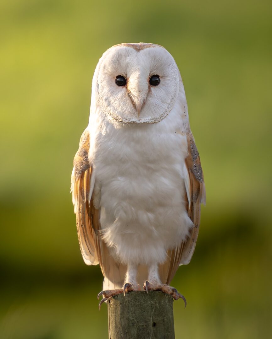 Silent Hunter – Photographing the Barn Owl