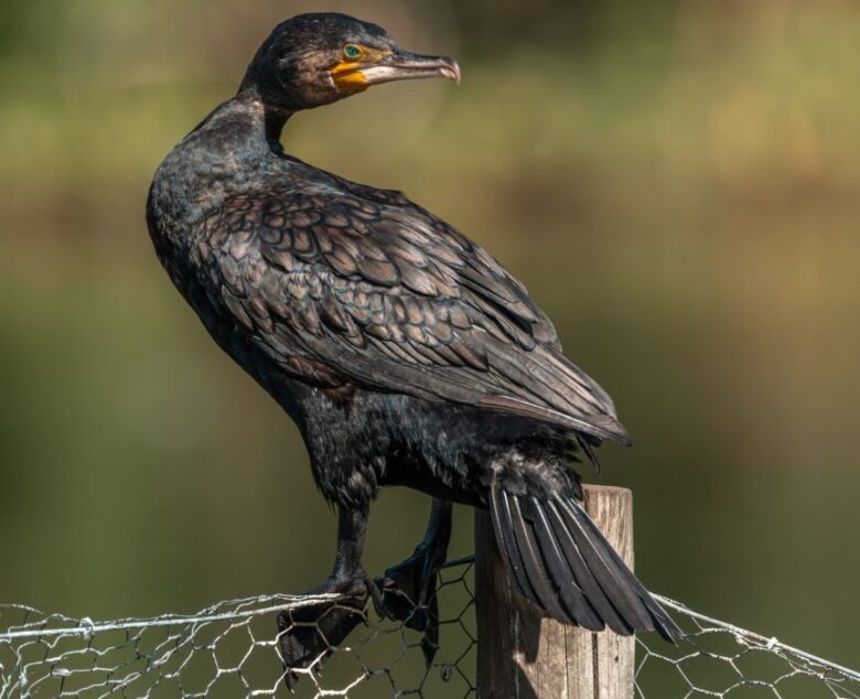 Ancient Silhouettes – Photographing the Cormorant