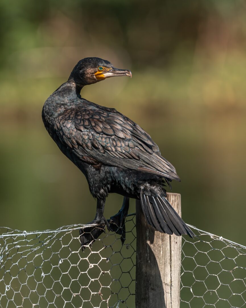 Ancient Silhouettes – Photographing the Cormorant