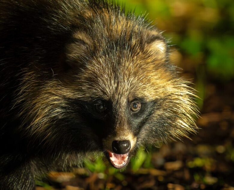 The Mysterious Raccoon Dog