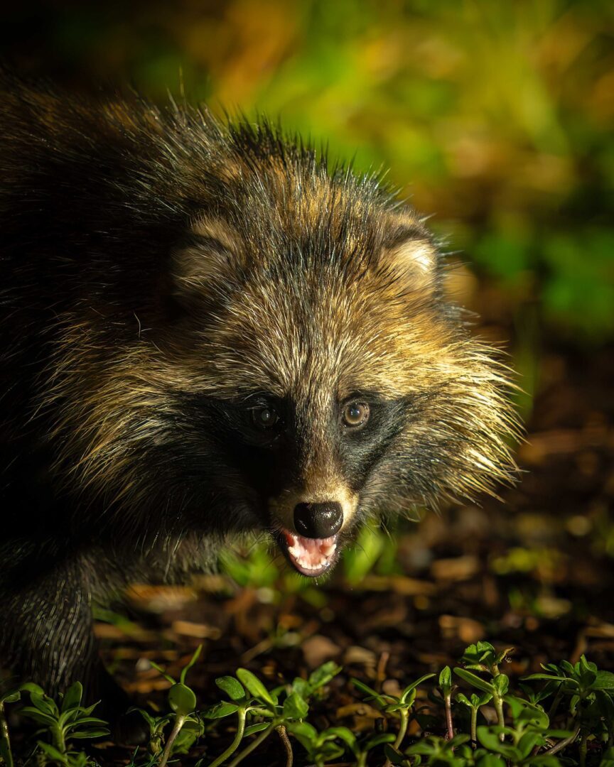 The Mysterious Raccoon Dog