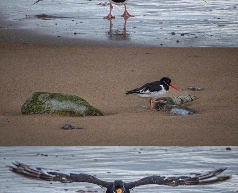 After the Storm – Photographing the Eurasian Oystercatcher