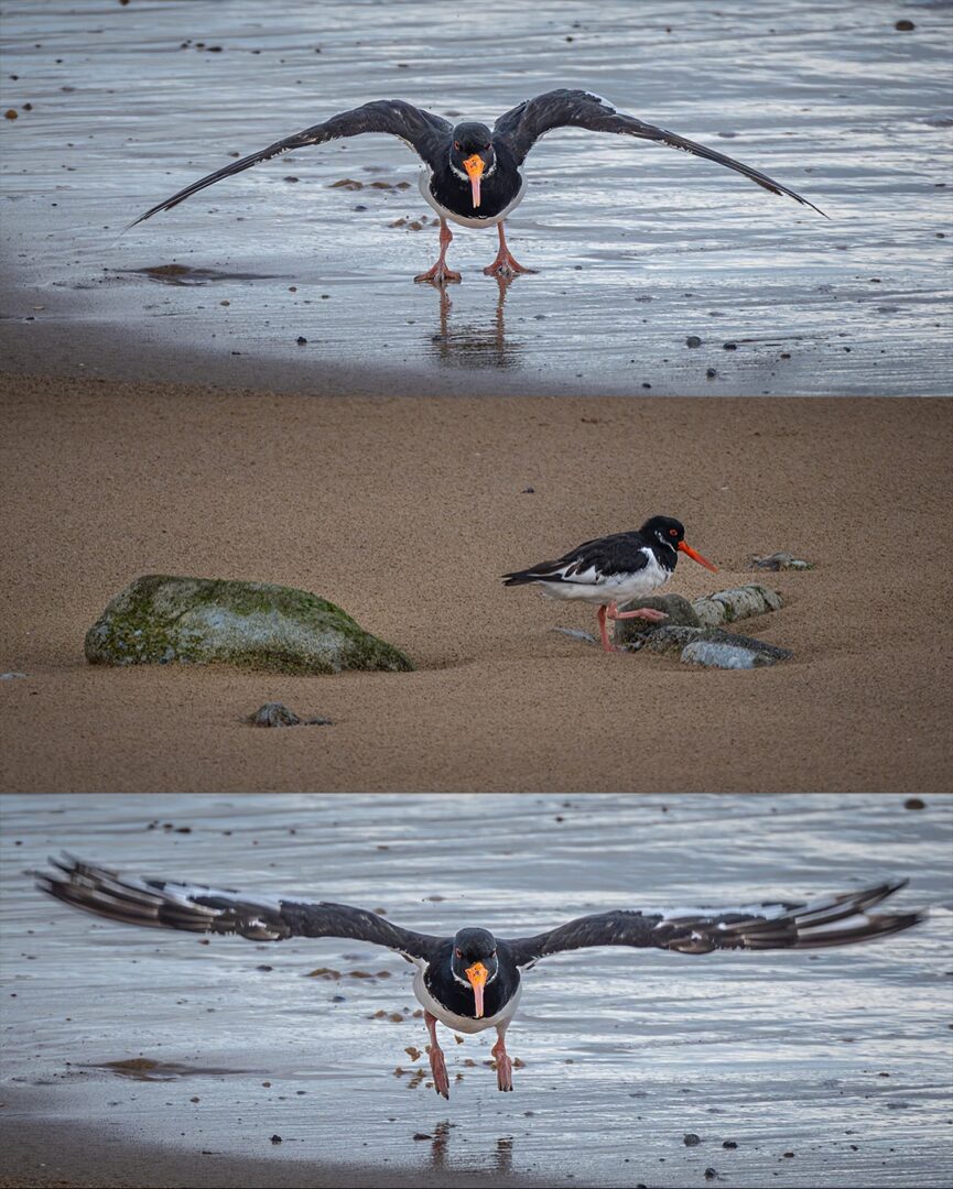After the Storm – Photographing the Eurasian Oystercatcher