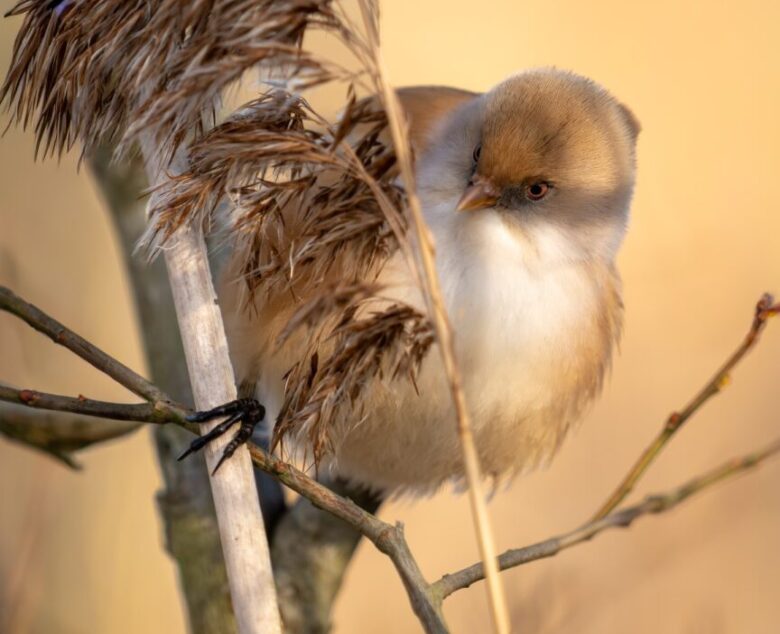 Whispers in the Reeds – Photographing the Bearded Reedling