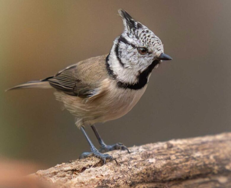 Crowned in the Pines – Photographing the Crested Tit