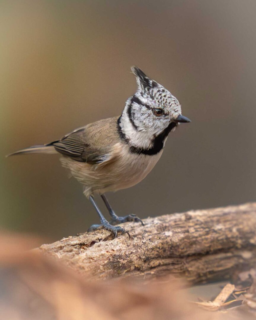 Crowned in the Pines – Photographing the Crested Tit