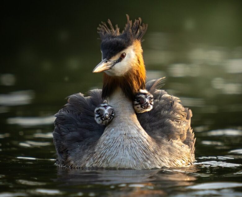 Feathers and Families – Photographing the Great Crested Grebe