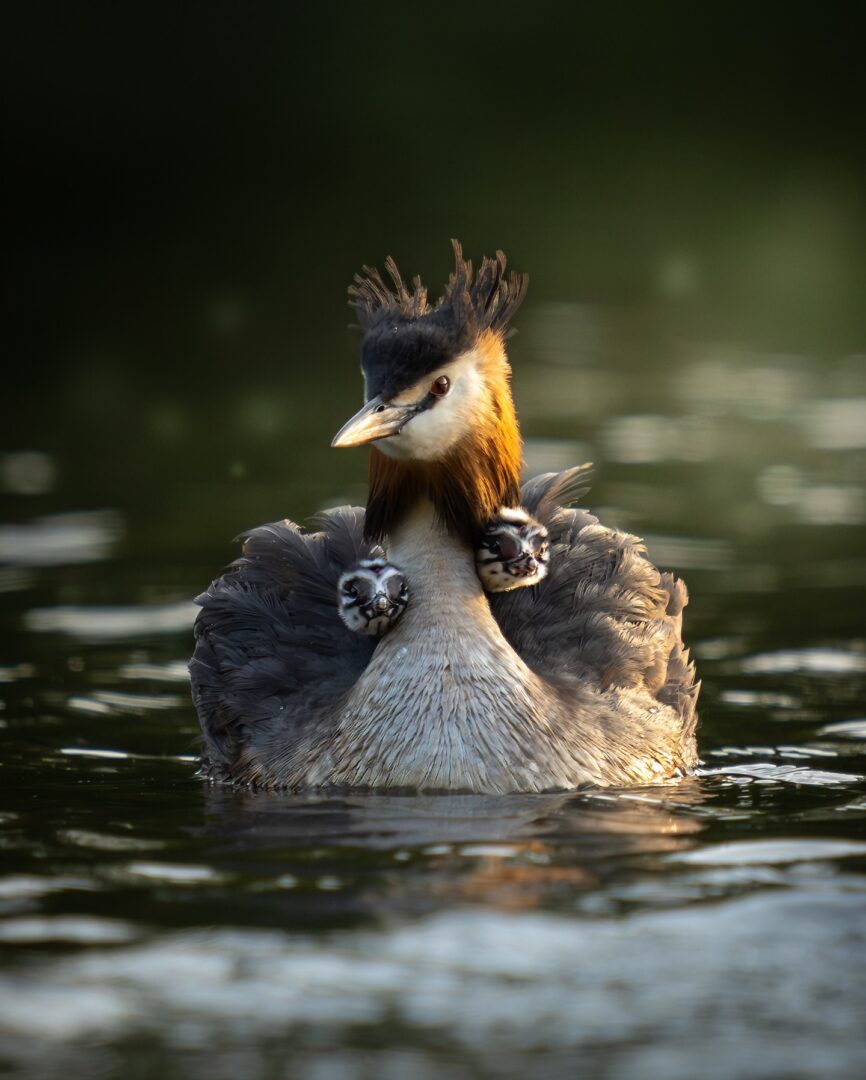 Feathers and Families – Photographing the Great Crested Grebe