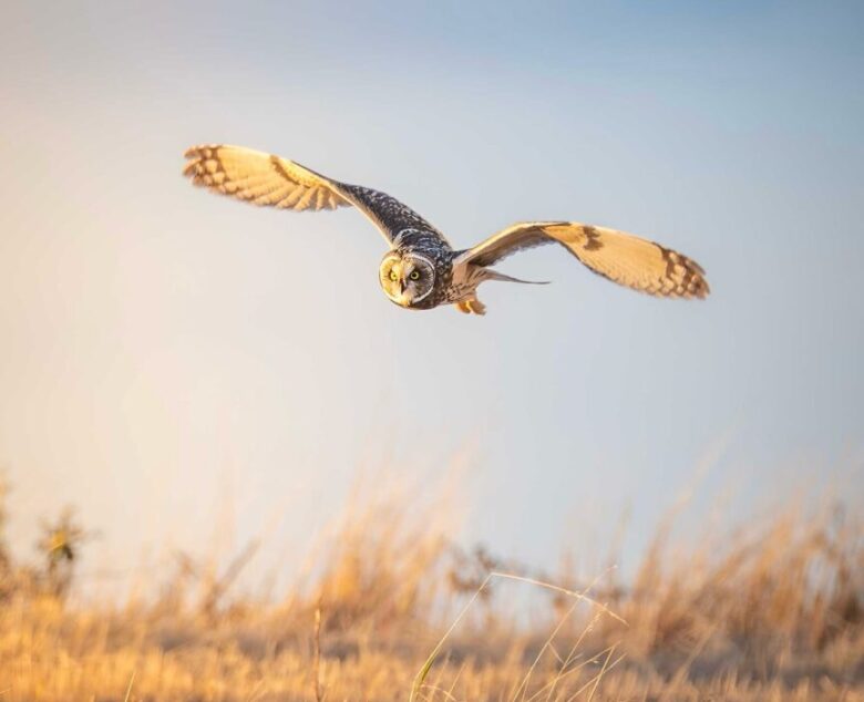 Fleeting Encounters – Photographing the Short-eared Owl at Bempton Cliffs