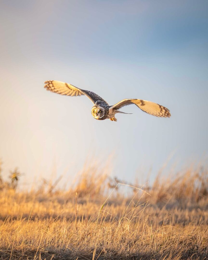 Fleeting Encounters – Photographing the Short-eared Owl at Bempton Cliffs