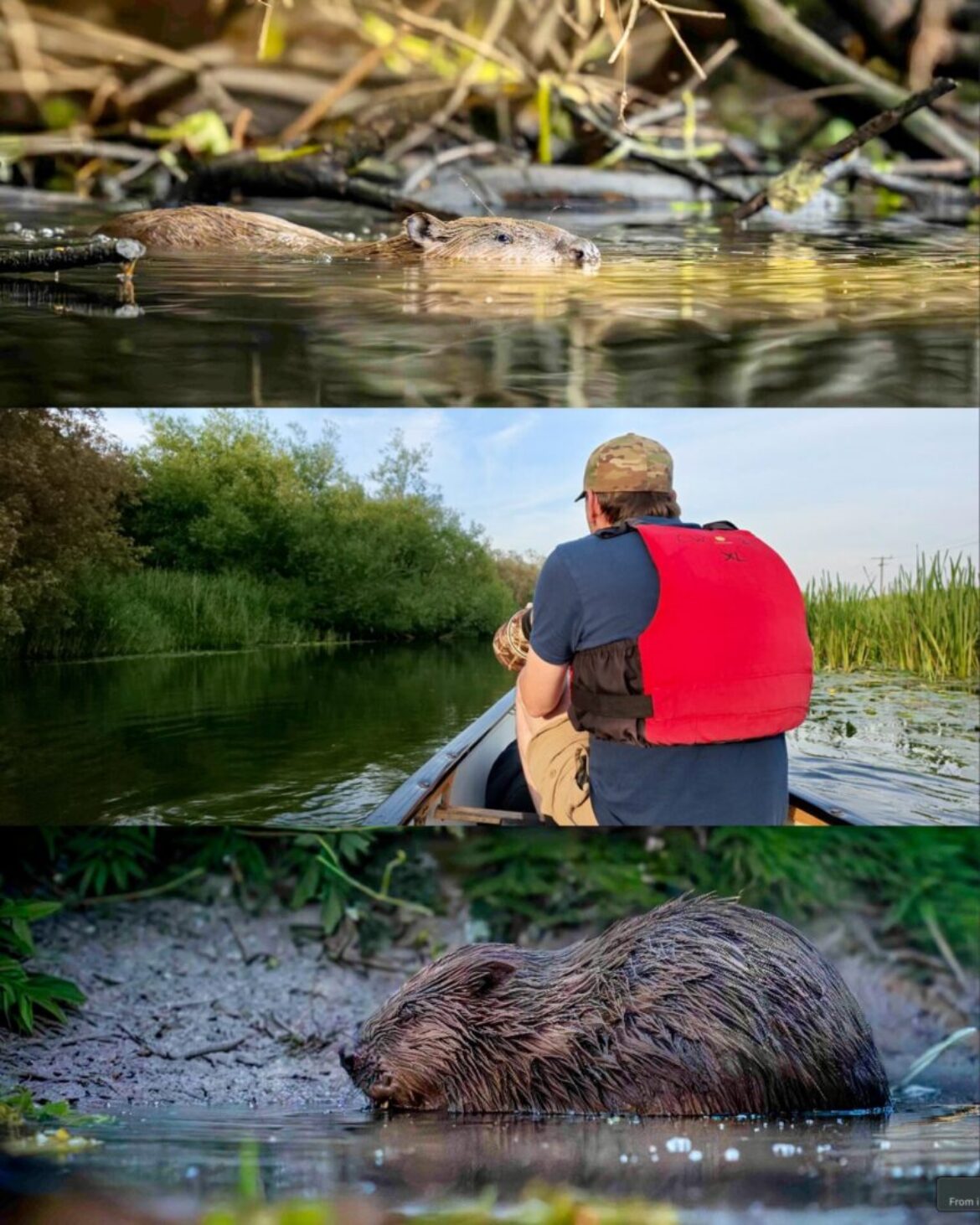 Silent Waters – An Evening with England’s Wild Beavers