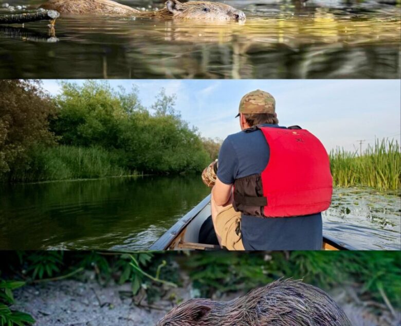 Silent Waters – An Evening with England’s Wild Beavers