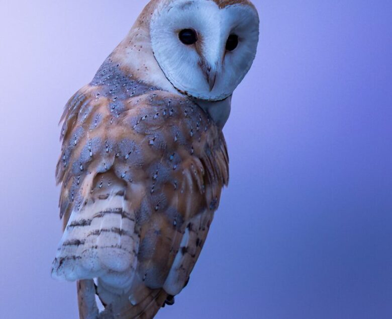First Flight: A Goodbye to Young Barn Owls in Northumberland