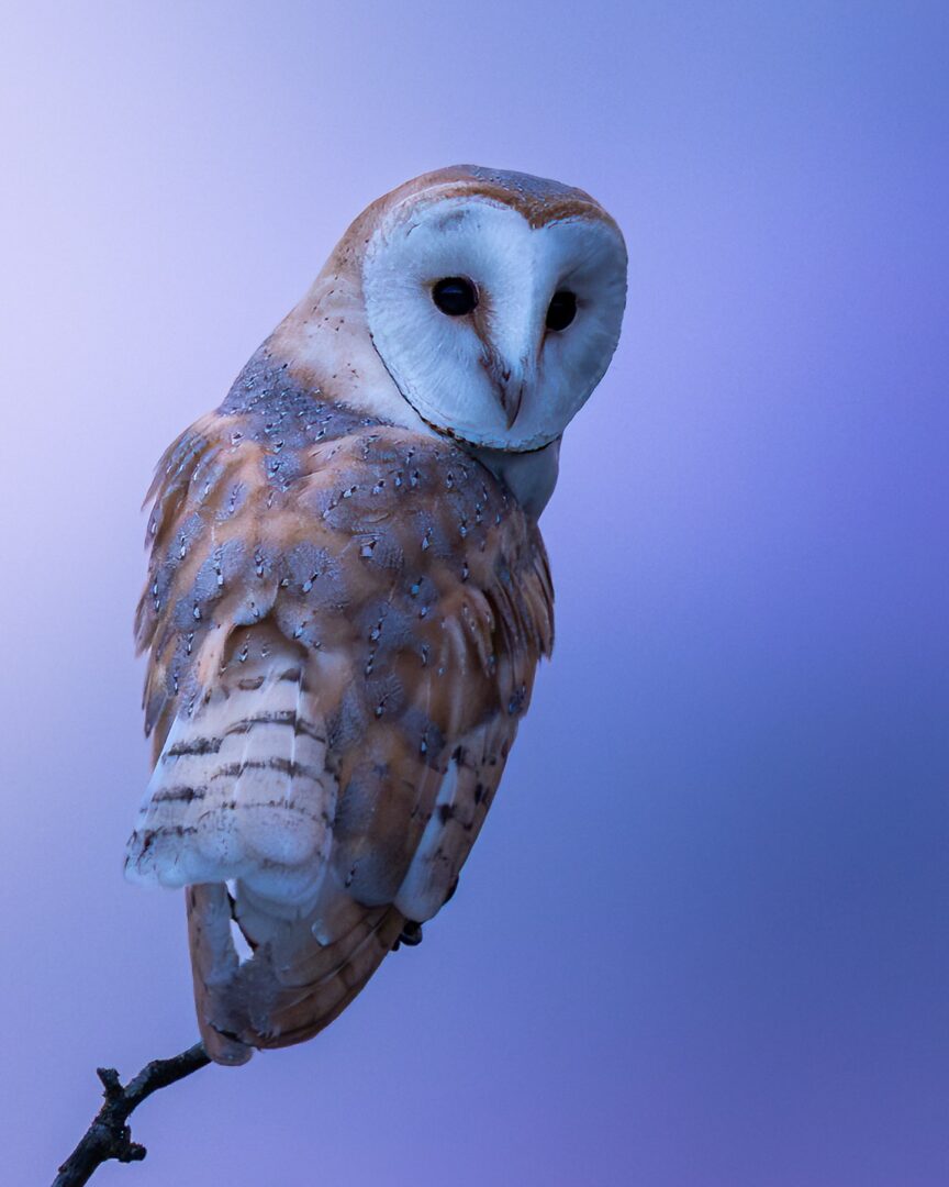 First Flight: A Goodbye to Young Barn Owls in Northumberland
