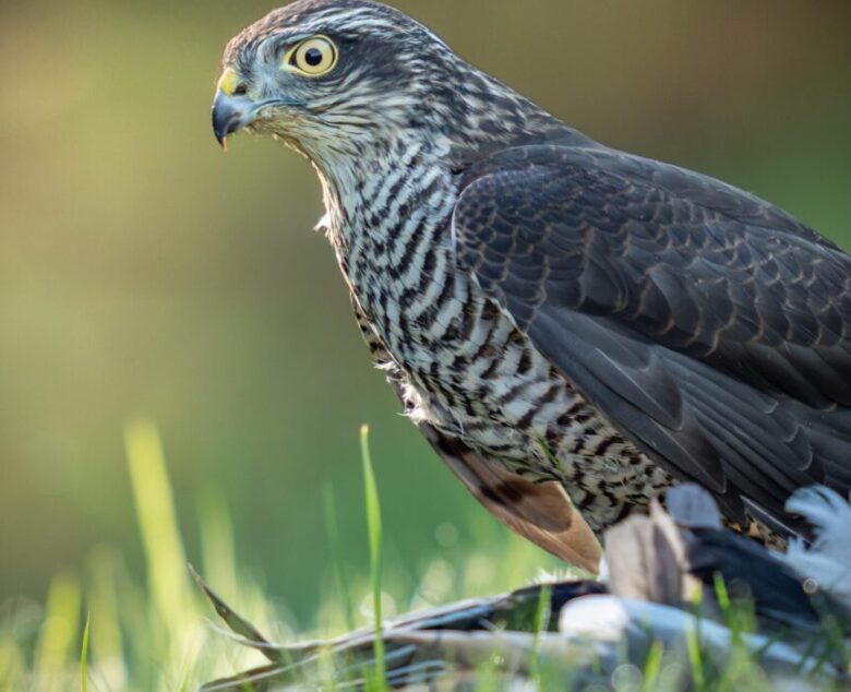 The Reality of Survival – A Juvenile Sparrowhawk