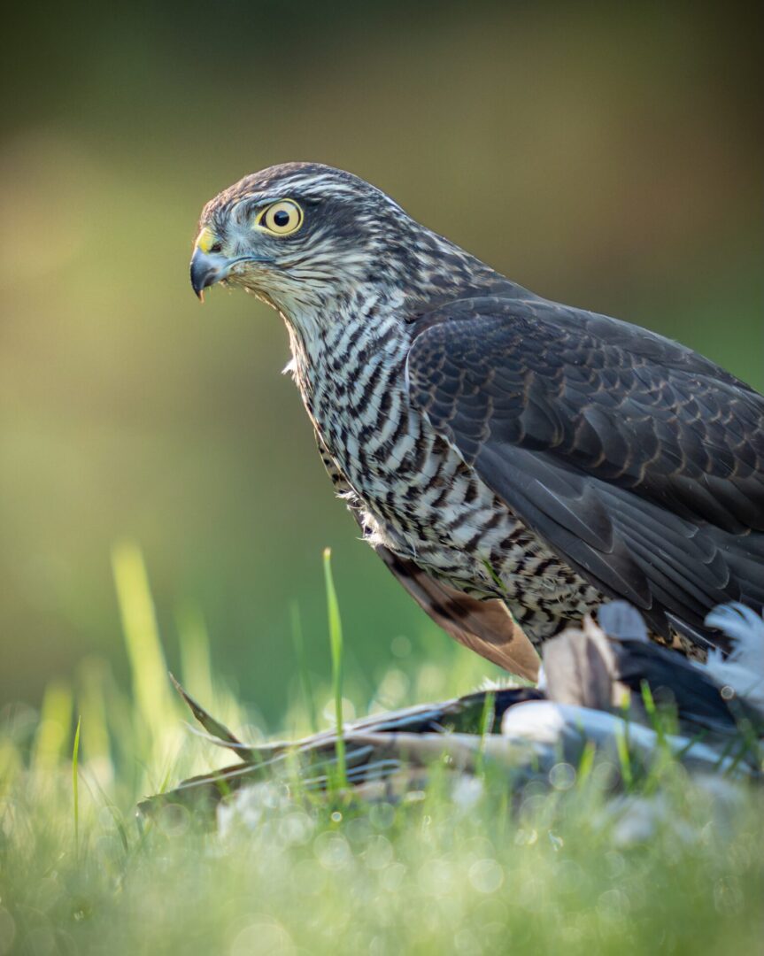 The Reality of Survival – A Juvenile Sparrowhawk